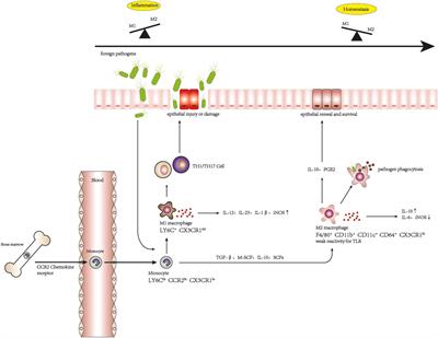 A potential therapeutic approach for ulcerative colitis: targeted regulation of macrophage polarization through phytochemicals